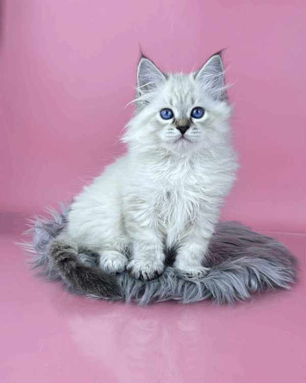 Rosalina-Female - Image 13