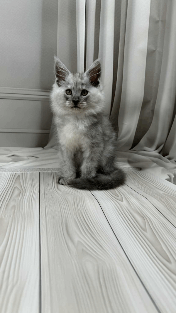Gatu-Male - Image 4
