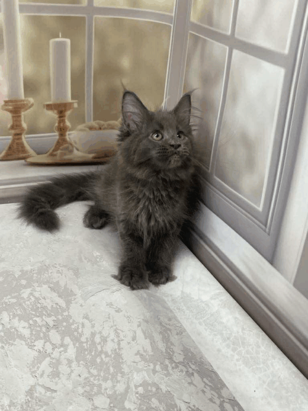 Maestro-Male - Image 3