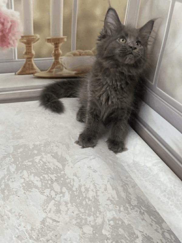 Maestro-Male - Image 6