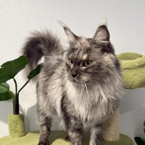 Jada-Female