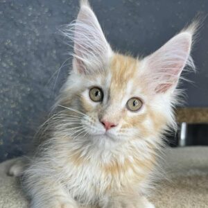 Amadey-Male