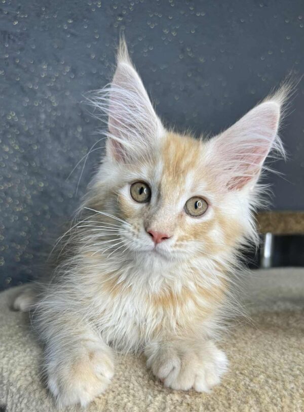 Amadey-Male