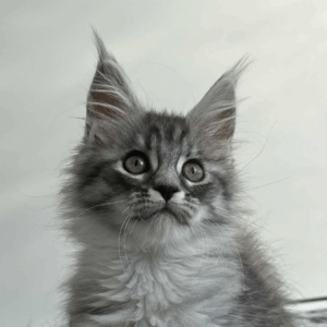 Laska-Female