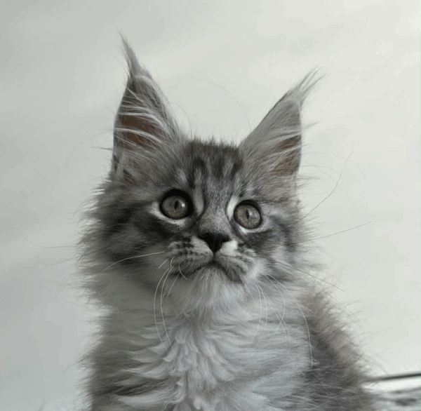Laska-Female