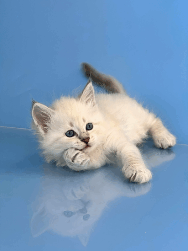 Teodor-Male - Image 10