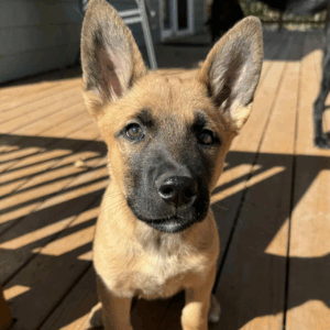 Moxie-Female