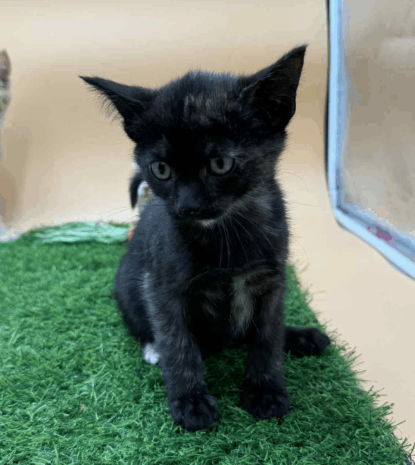 Sparkle-Female