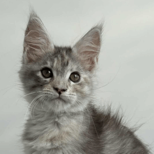 Leta-Female