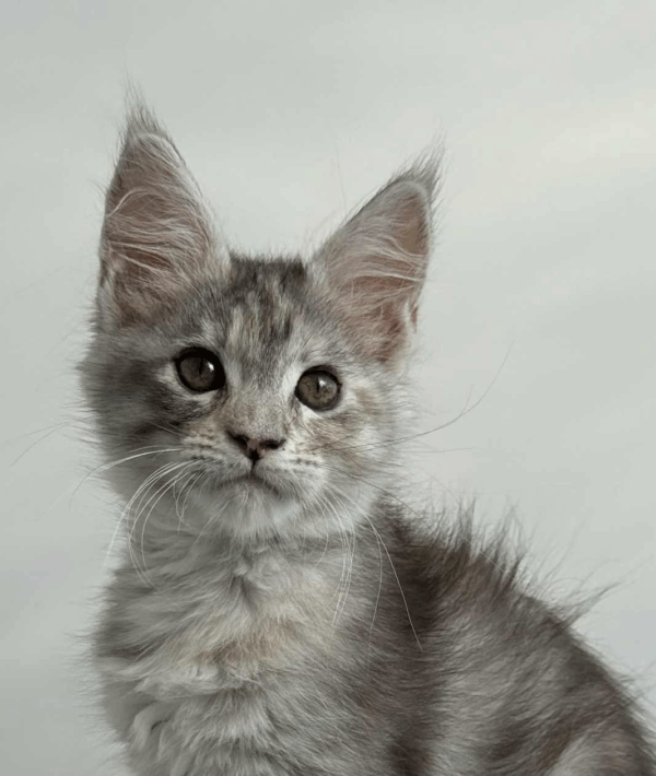 Leta-Female