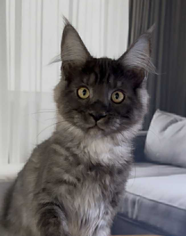 Hector-Male