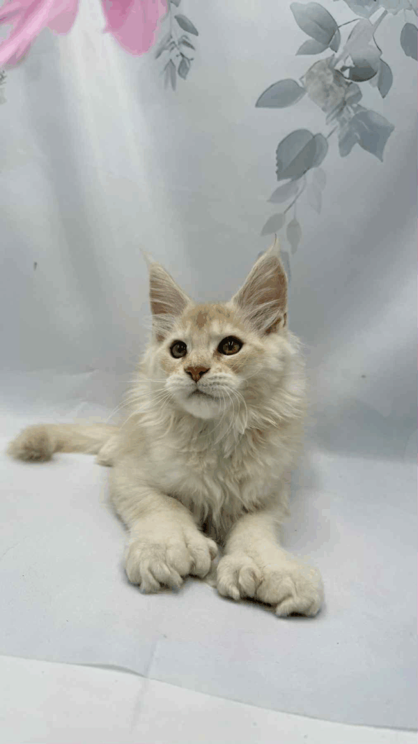 Bruno-Male - Image 6