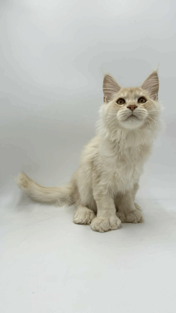 Bruno-Male - Image 3