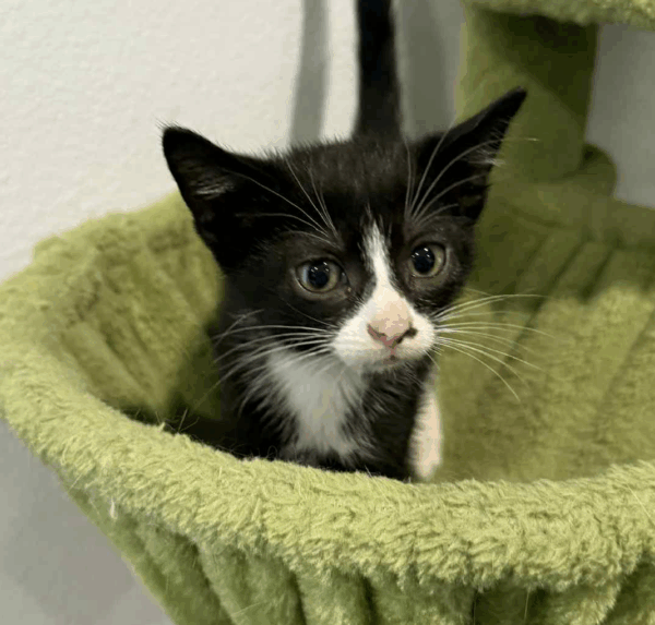 Poppy-Female