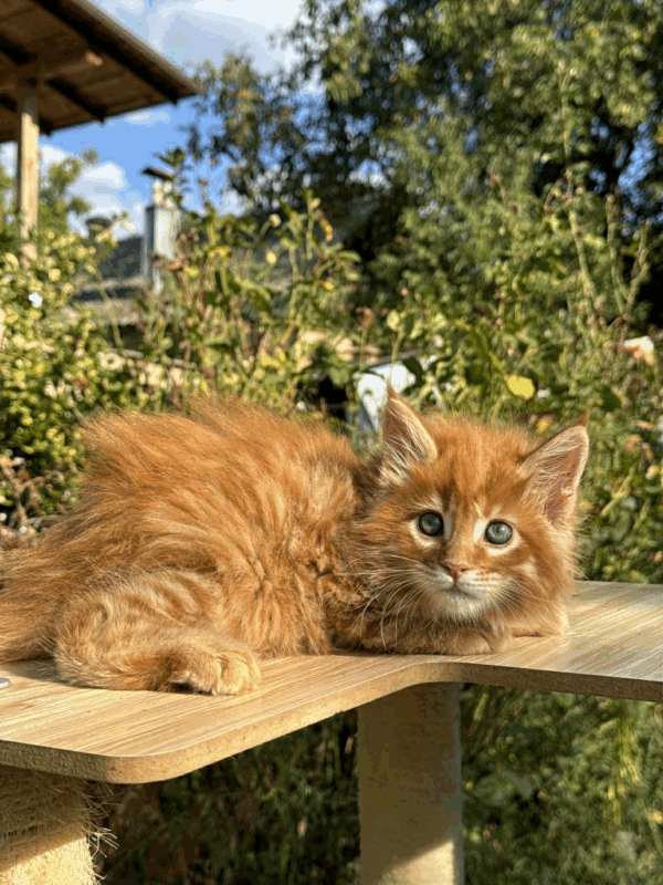 Honey-Male - Image 6