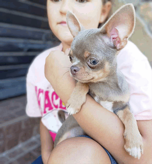 Tito-Male - Image 4