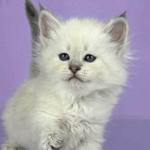 Trixie-Female