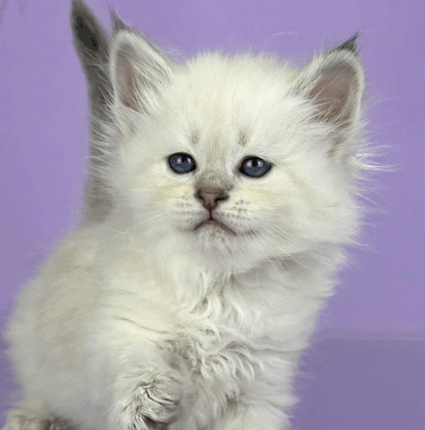 Trixie-Female