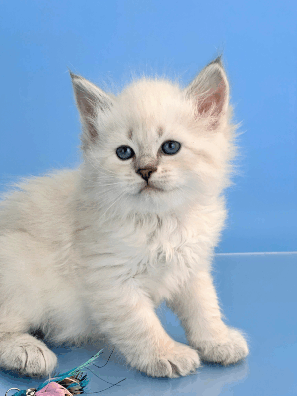 Teodor-Male - Image 18