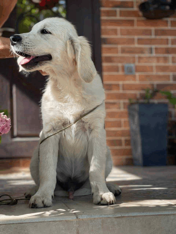 Gunnar-Male - Image 6