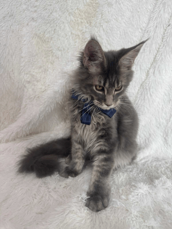 Floyd-Male - Image 4