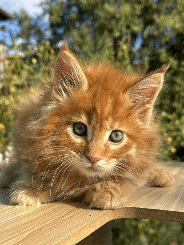 Honey-Male - Image 7