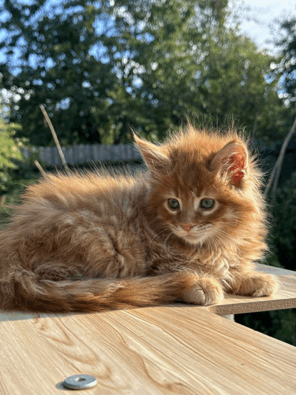 Honey-Male - Image 5