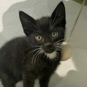 Jasmine-Female