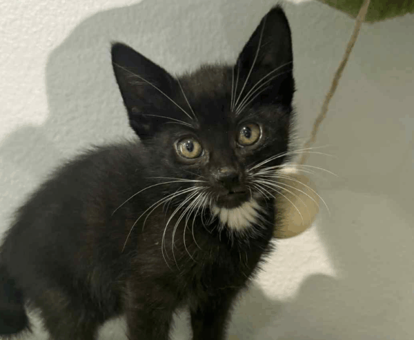 Jasmine-Female
