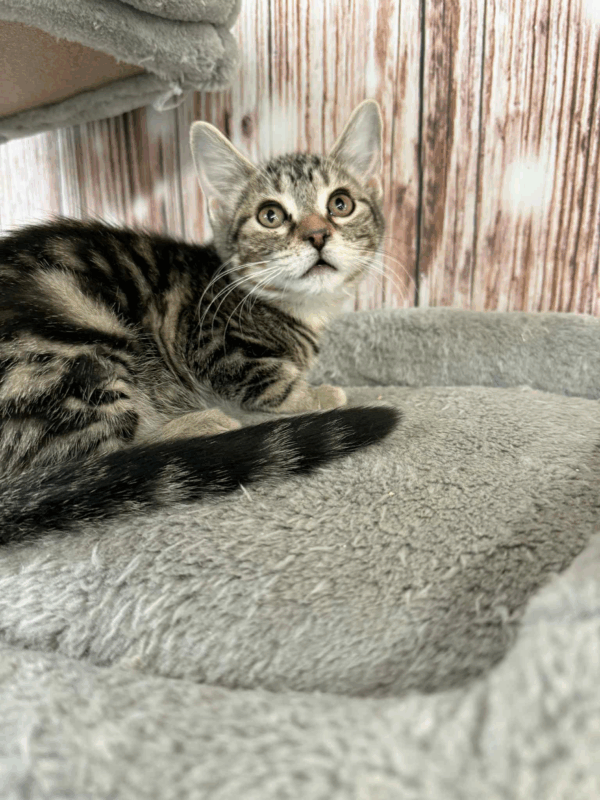 Olive-Female - Image 5