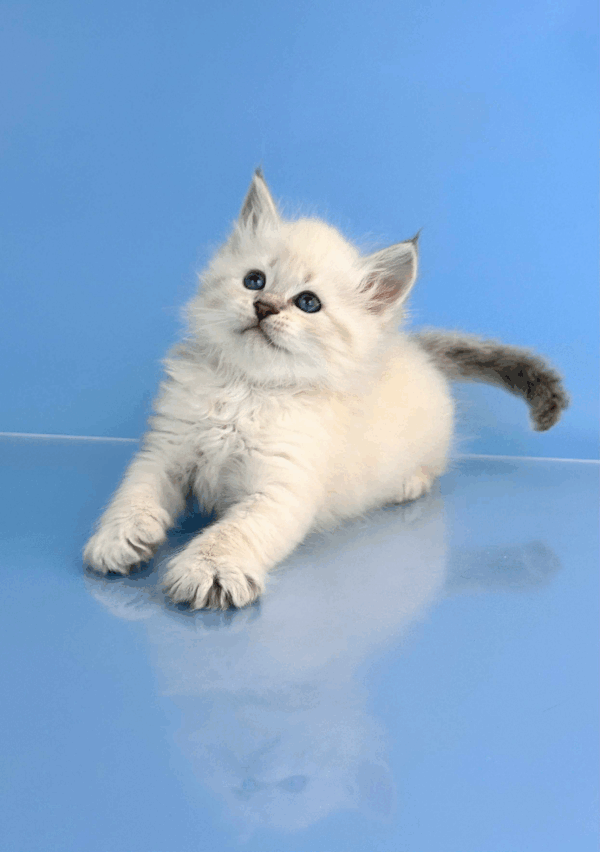 Teodor-Male - Image 11