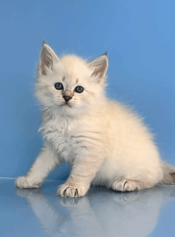 Teodor-Male - Image 7