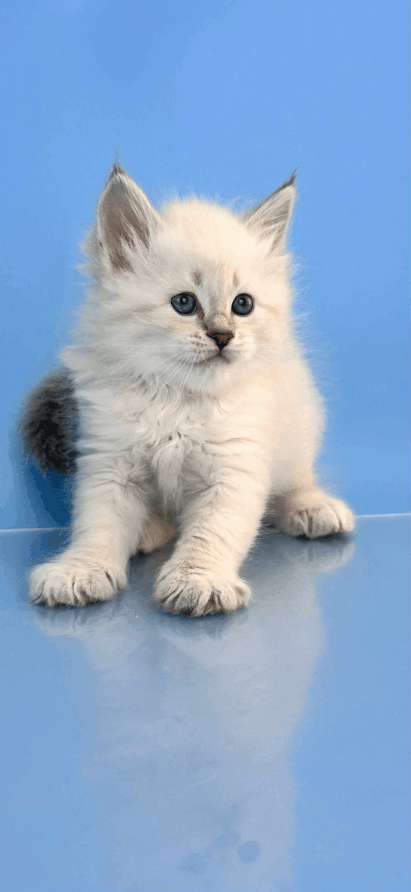 Teodor-Male - Image 8