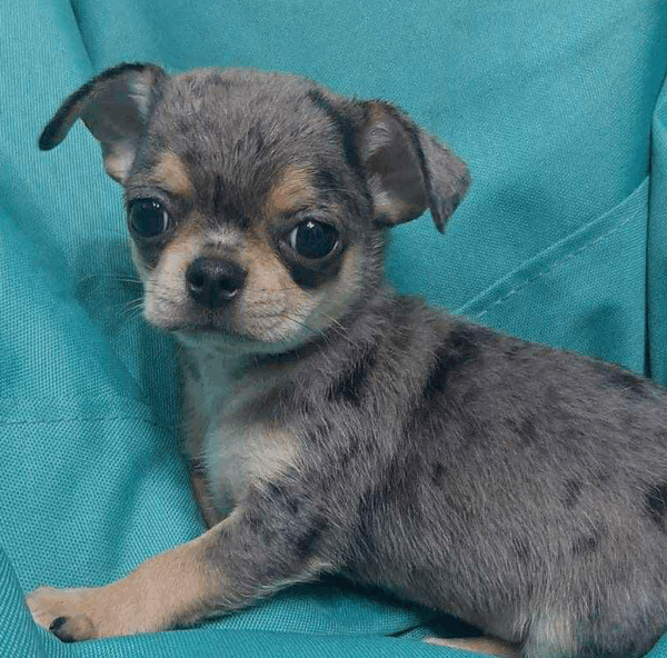 Oscar-Male
