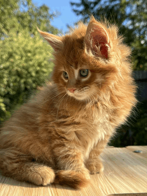 Honey-Male - Image 4