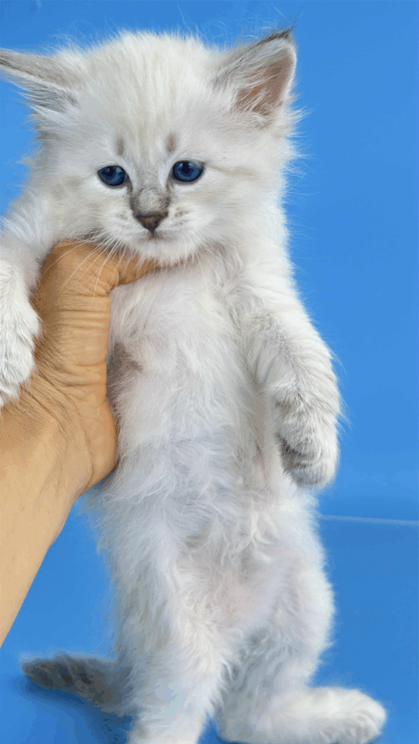 Teodor-Male - Image 17