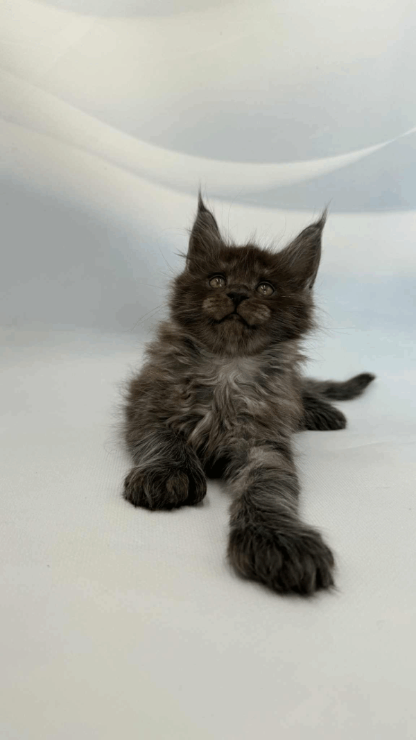 Harry-Male - Image 4