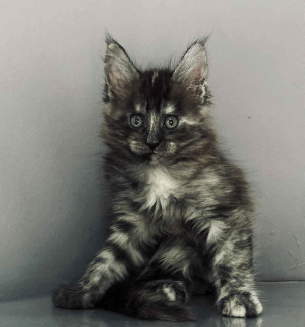 Bella-Female - Image 5