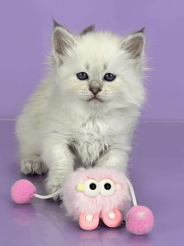 Trixie-Female - Image 9