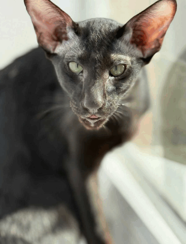 Mocha-Female - Image 3
