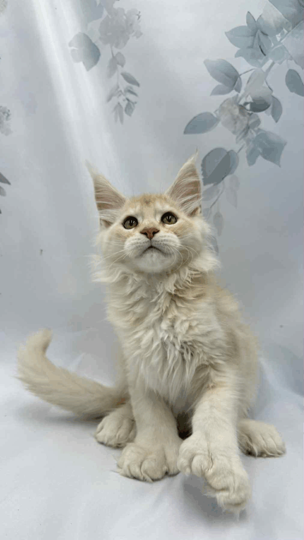 Bruno-Male - Image 4