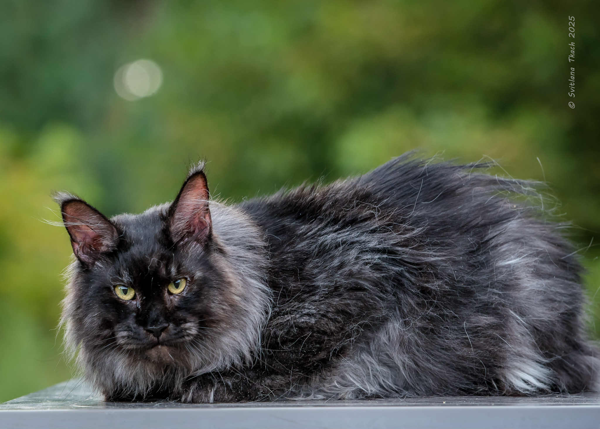 Leya-Female - Image 14