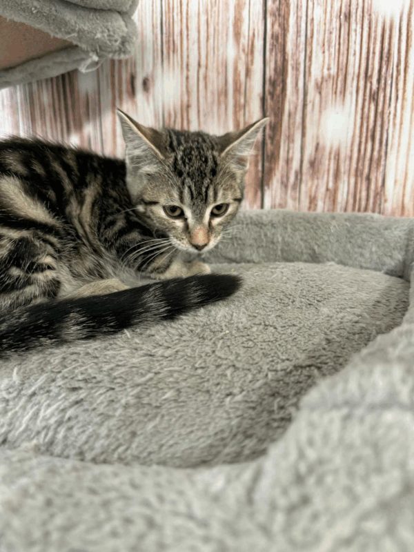 Olive-Female - Image 6