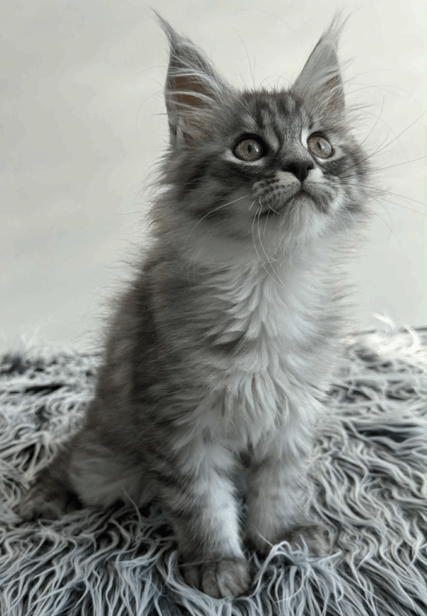 Laska-Female - Image 4