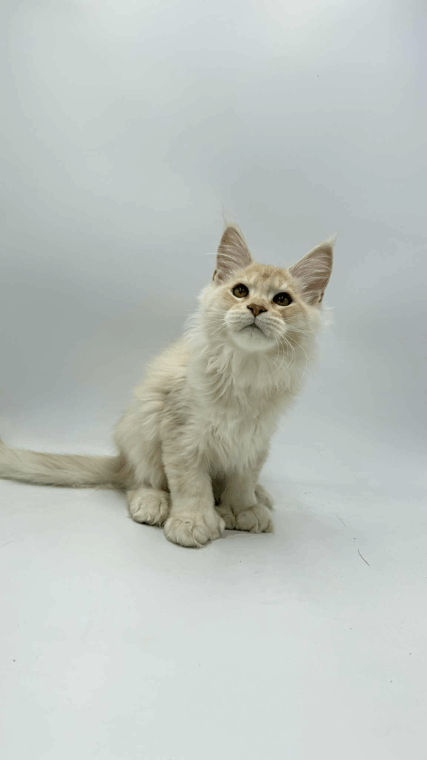 Bruno-Male - Image 7