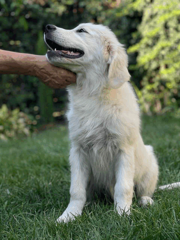 Gunnar-Male - Image 7