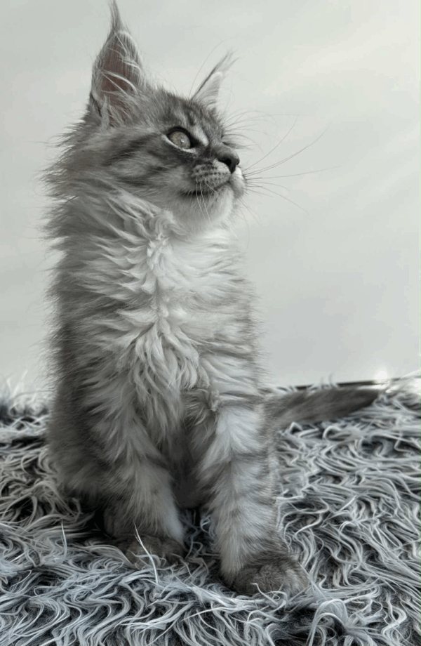 Laska-Female - Image 6