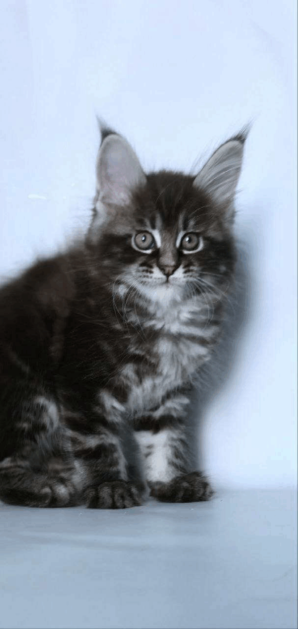 Scamander-Male - Image 3