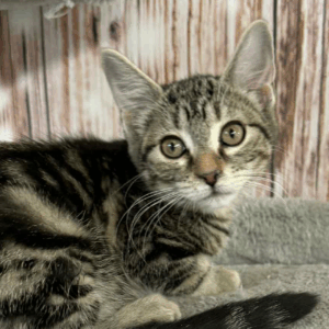 Olive-Female