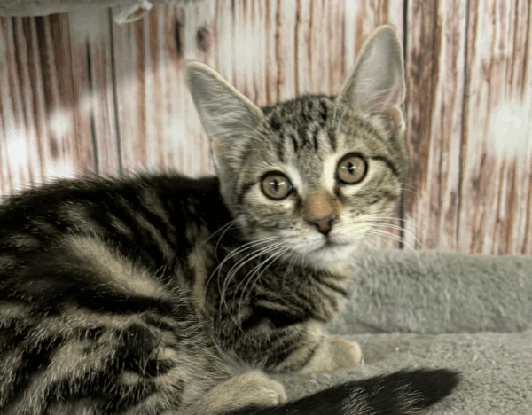 Olive-Female